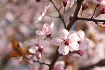 Beautiful blossoming cherry plum tree with pink flowers outdoors, closeup