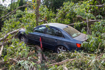 Car Drives Into a Falling Tree During Tropical Storm Helene