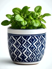 Fresh green baby spinach leaves growing in decorative ceramic pot with navy blue and white geometric pattern on light background. Perfect for healthy lifestyle content.