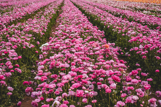 Flower fields in colorful bloom