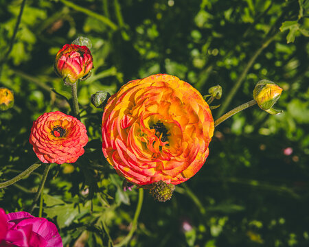 Flower fields in colorful bloom