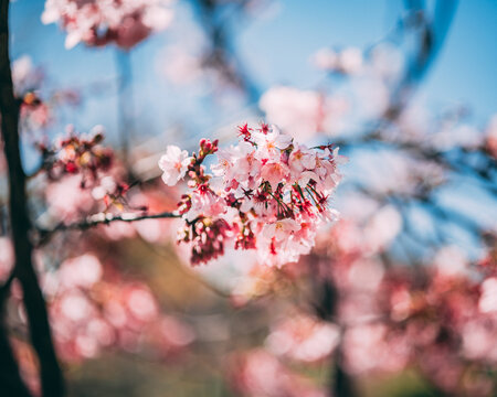 Cherry blossom in Japan close up