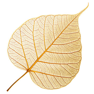 Golden bodhi leaf skeleton on black background abstract botanical art