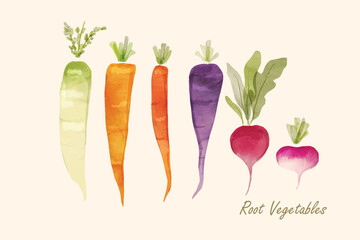 Colorful watercolor of a bunch of freshly picked summer carrots, radish, and beetroot isolated on a white background. Root vegetables watercolor.