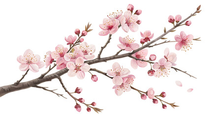 Beautiful cherry blossom petals painted in artistic watercolor style for elegant design.