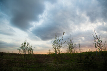 Beautiful sunset bright colorful storm clouds sky and birtch trees branches in spring time. Silhouette background in evening at rural season field with no people. Natural colors..