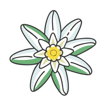 white edelweiss flower with green petals clip art preview