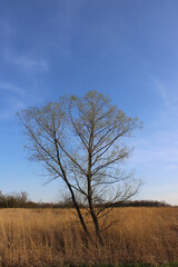 Single black willow tree in spring in a meadow with tall brown grass