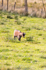 Peaceful deer grazing freely in sunlit meadows and forests. Close-up details of their calm, wild life surrounded by nature, under a clear sky in an untouched natural paradise