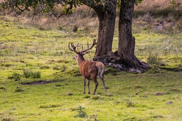 Peaceful deer grazing freely in sunlit meadows and forests. Close-up details of their calm, wild life surrounded by nature, under a clear sky in an untouched natural paradise