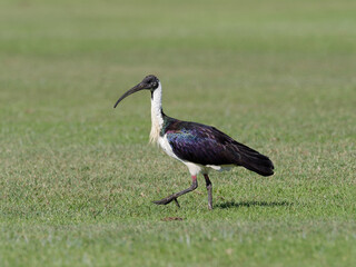 Naklejka premium Straw-necked Ibis (Threskiornis spinicollis) standing on a grass cricket field with highly iridescent plumage shining in the light.