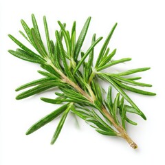 Fototapeta premium Fresh rosemary sprig close up isolated on white background