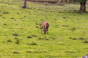 Peaceful deer grazing freely in sunlit meadows and forests. Close-up details of their calm, wild life surrounded by nature, under a clear sky in an untouched natural paradise