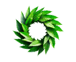 Green leaf wreath isolated on transparent background
