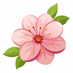 beautiful sakura flower isolated on white background