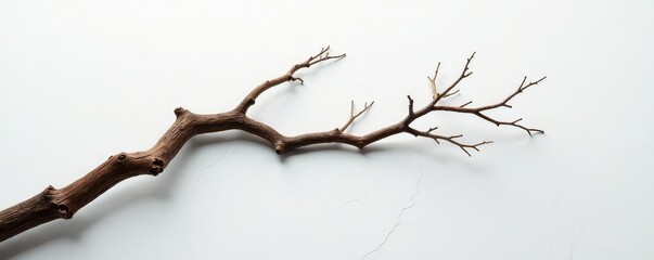 Twisted and gnarled branch on a white surface with subtle cracks, white, earthy