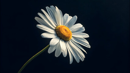 Topview one daisy black background