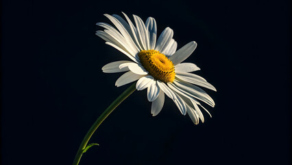 Topview one daisy black background