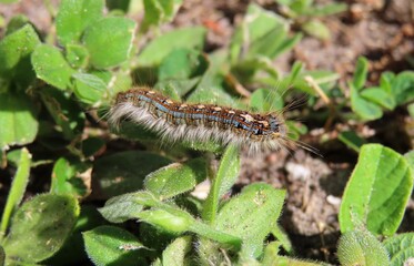 Blue tent caterpillar on plant background in Florida nature