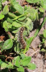 Blue tent caterpillar on plant background in Florida nature