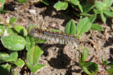 Blue tent caterpillar on plant background in Florida nature