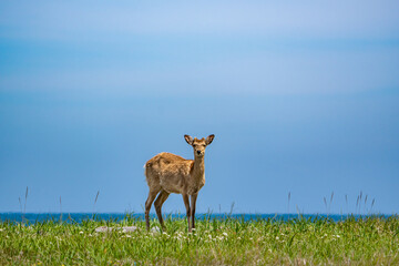 海辺の草原で晴天の陽射し中で青い空と海の青い水平線で、丈の低い草木の中でシカが立ち止まり正面を見ている姿、背景は青空と海でシカは少し左側で正面を見ている横構図です。
