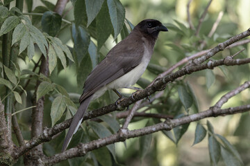 Obraz premium Brown jay on branch