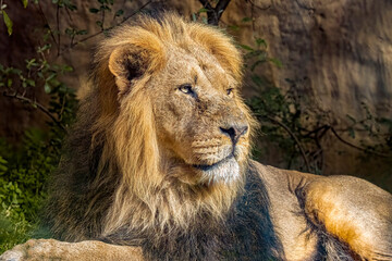 Asiatic Lion