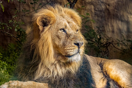 Asiatic Lion