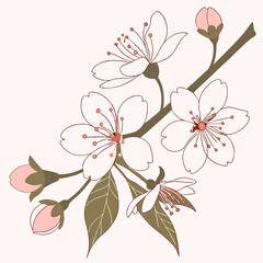 cherry blossom branch
