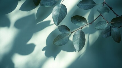 Abstract Composition Of Teal Leaves With Shadow And Soft Light On Turquoise Background