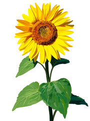 ひまわり（正面向き）