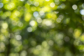 Obraz premium Abstract Bokeh Background of Lush Green Leaves