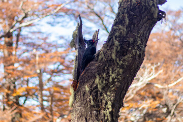 woodpecker on a tree