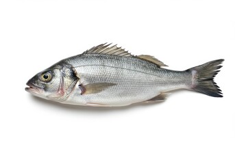 Obraz premium Sea bass fish, whole, raw on white background