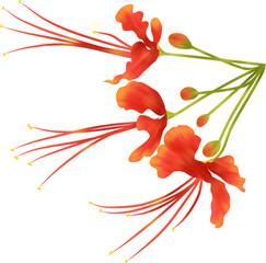 Beautiful Phoenix flower clipart 