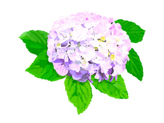 紫陽花（パープル）