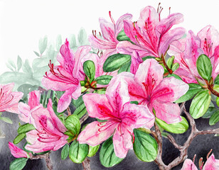 Obraz premium Nature, beautiful spring flower background, azalea in full bloom - 자연, 봄 꽃 배경, 만개한 진달래 꽃