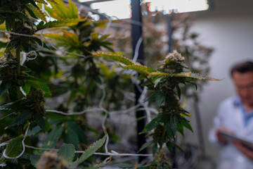 A scientist in a white lab coat examines cannabis plants in a controlled environment using a tablet for data collection. Research in medical cannabis focuses on quality control and innovation.