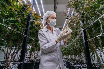 A researcher in a controlled environment inspects cannabis plants for quality assurance and growth...