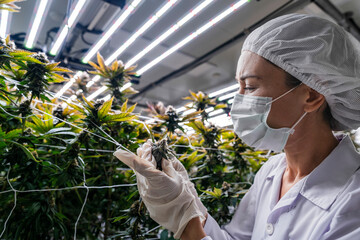 A researcher inspects cannabis plants in a high tech indoor facility, using digital technology for data analysis. Advancements in medical cannabis are shaping the future of sustainable cultivation.