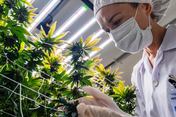 A scientist inspects cannabis plants in a controlled indoor farm for quality assurance and...