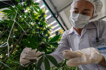 A scientist inspects cannabis plants in a controlled indoor farm for quality assurance and...