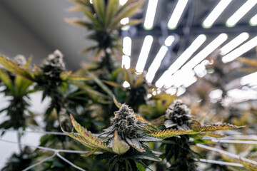 A researcher inspects cannabis plants in a high tech indoor facility, using digital technology for data analysis. Advancements in medical cannabis are shaping the future of sustainable cultivation.