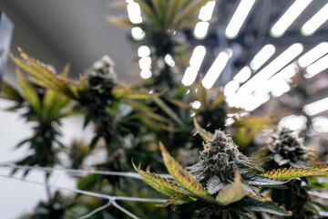 A researcher inspects cannabis plants in a high tech indoor facility, using digital technology for...