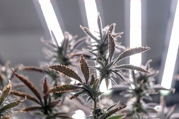 A researcher inspects cannabis plants in a high tech indoor facility, using digital technology for data analysis. Advancements in medical cannabis are shaping the future of sustainable cultivation.