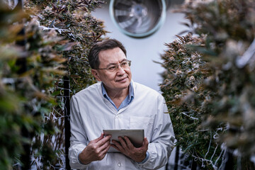 A researcher inspects cannabis plants in a high tech indoor facility, using digital technology for...