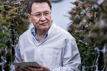 A researcher inspects cannabis plants in a high tech indoor facility, using digital technology for data analysis. Advancements in medical cannabis are shaping the future of sustainable cultivation.