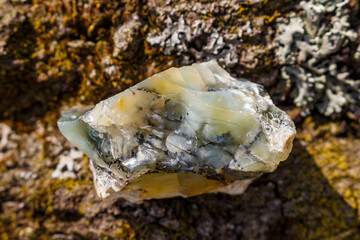 Translucent opal specimen with dendrites lying on a tree, mineralogical specimen of amorphous silica from Russia