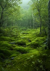Fototapeta premium Mystical green forest landscape with moss-covered ground and birch trees in morning mist, creating ethereal atmosphere for nature and environmental projects.